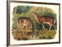 Cervus Virginianus (Common or Virginian Deer), Plate 136 from 'Quadrupeds of North America',…-John Woodhouse Audubon-Framed Giclee Print