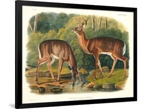 Cervus Virginianus (Common or Virginian Deer), Plate 136 from 'Quadrupeds of North America',…-John Woodhouse Audubon-Framed Giclee Print