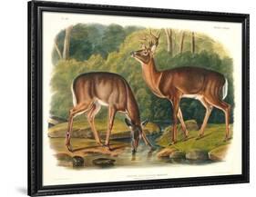 Cervus Virginianus (Common or Virginian Deer), Plate 136 from 'Quadrupeds of North America',…-John Woodhouse Audubon-Framed Giclee Print