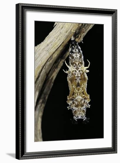 Cethosia Hypsea (Malay Lacewing)- Pupa-Paul Starosta-Framed Photographic Print