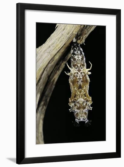 Cethosia Hypsea (Malay Lacewing)- Pupa-Paul Starosta-Framed Photographic Print