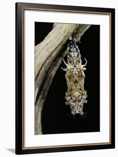 Cethosia Hypsea (Malay Lacewing)- Pupa-Paul Starosta-Framed Photographic Print