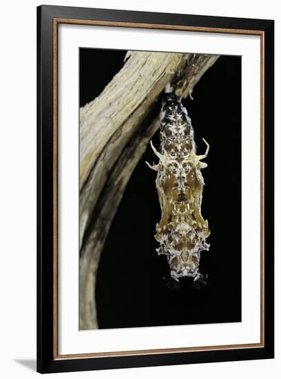 Cethosia Hypsea (Malay Lacewing)- Pupa-Paul Starosta-Framed Photographic Print