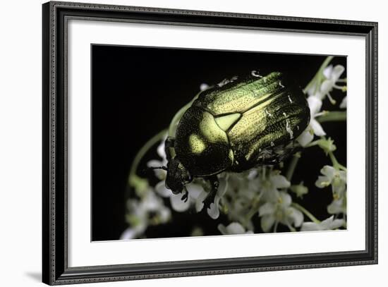 Cetonia Aurata (Rose Chafer)-Paul Starosta-Framed Photographic Print