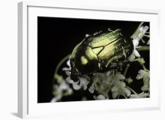 Cetonia Aurata (Rose Chafer)-Paul Starosta-Framed Photographic Print