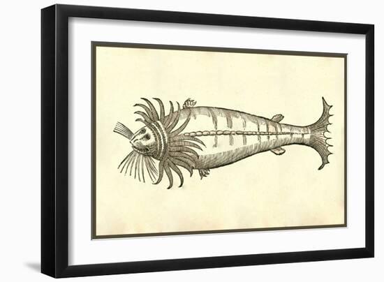 Cetus Barbatus-Ulisse Aldrovandi-Framed Art Print