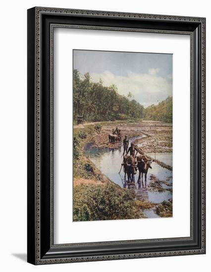 'Ceylon ...', c1920-Underwood-Framed Photographic Print