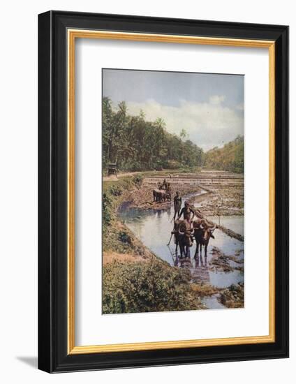 'Ceylon ...', c1920-Underwood-Framed Photographic Print
