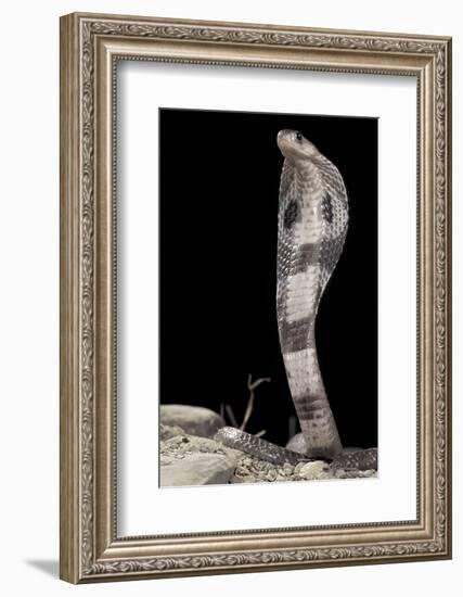 Ceylonese Cobra Display (Naja Naja Polyocellata)-null-Framed Photographic Print