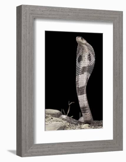 Ceylonese Cobra Display (Naja Naja Polyocellata)-null-Framed Photographic Print