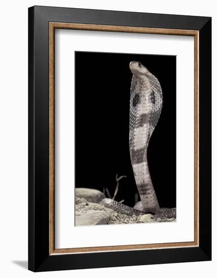 Ceylonese Cobra Display (Naja Naja Polyocellata)-null-Framed Photographic Print