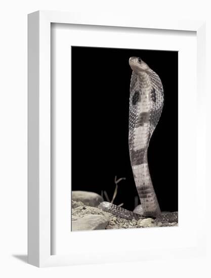 Ceylonese Cobra Display (Naja Naja Polyocellata)-null-Framed Photographic Print