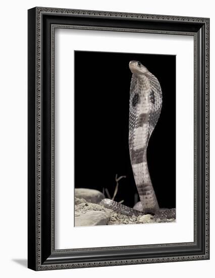 Ceylonese Cobra Display (Naja Naja Polyocellata)-null-Framed Photographic Print