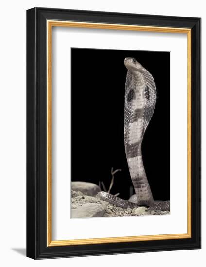 Ceylonese Cobra Display (Naja Naja Polyocellata)-null-Framed Photographic Print