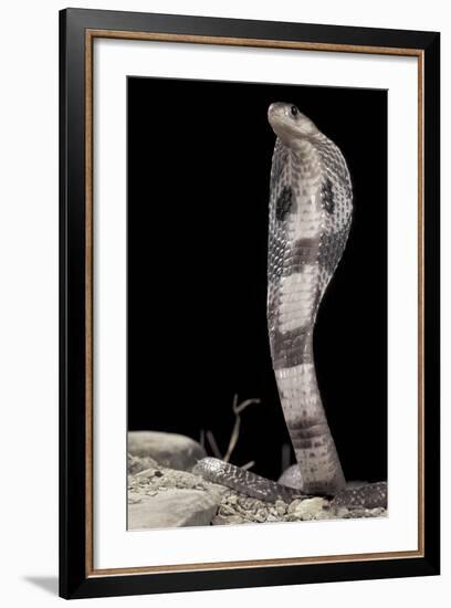 Ceylonese Cobra Display (Naja Naja Polyocellata)-null-Framed Photographic Print