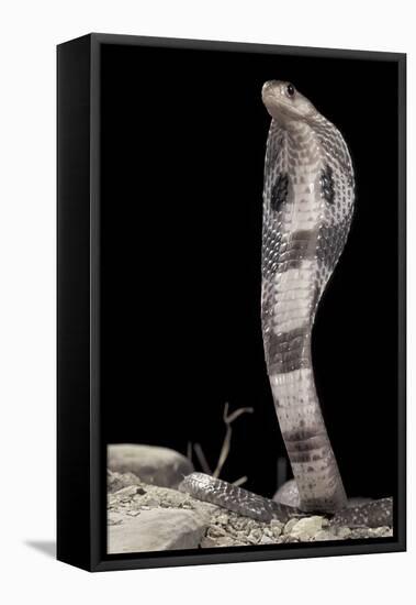 Ceylonese Cobra Display (Naja Naja Polyocellata)-null-Framed Premier Image Canvas