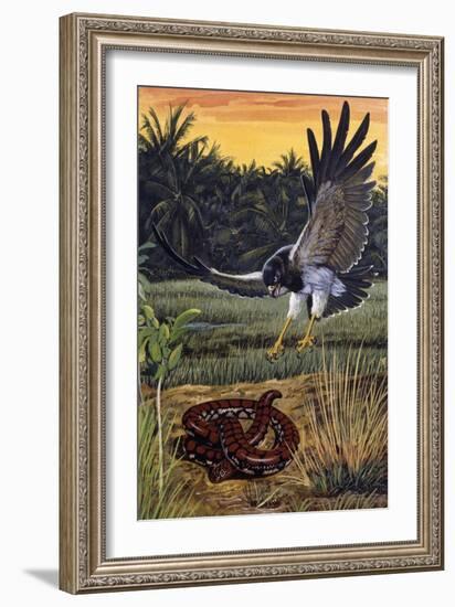 Ceylonese Cylinder Snake (Cylindrophis Maculatus), Cylindrophiidae-null-Framed Giclee Print