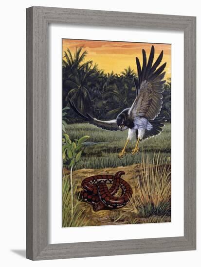 Ceylonese Cylinder Snake (Cylindrophis Maculatus), Cylindrophiidae-null-Framed Giclee Print