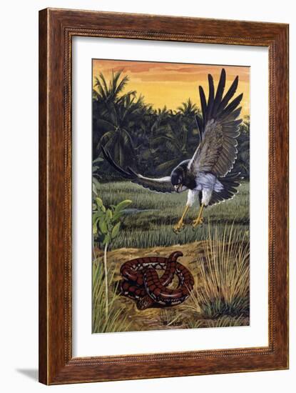 Ceylonese Cylinder Snake (Cylindrophis Maculatus), Cylindrophiidae-null-Framed Giclee Print