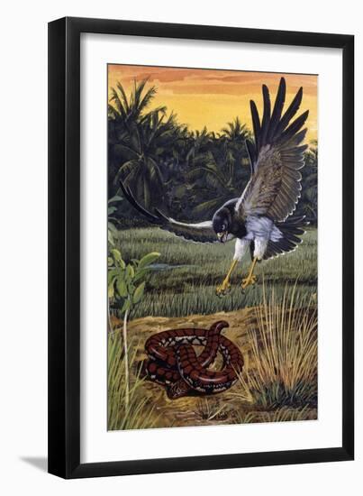 Ceylonese Cylinder Snake (Cylindrophis Maculatus), Cylindrophiidae-null-Framed Giclee Print