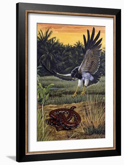 Ceylonese Cylinder Snake (Cylindrophis Maculatus), Cylindrophiidae-null-Framed Giclee Print