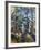 Cezanne: Pines, 1896-99-Paul C?zanne-Framed Giclee Print