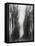 Cezanne's Walk-Yvette Depaepe-Framed Premier Image Canvas