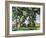 Cezanne: Trees, C1885-87-Paul Cézanne-Framed Giclee Print