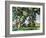 Cezanne: Trees, C1885-87-Paul Cézanne-Framed Giclee Print