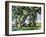 Cezanne: Trees, C1885-87-Paul Cézanne-Framed Giclee Print