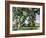 Cezanne: Trees, C1885-87-Paul Cézanne-Framed Giclee Print