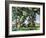 Cezanne: Trees, C1885-87-Paul Cézanne-Framed Giclee Print