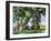 Cezanne: Trees, C1885-87-Paul Cézanne-Framed Giclee Print