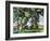 Cezanne: Trees, C1885-87-Paul Cézanne-Framed Giclee Print