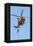 Ch-146 Griffon Helicopter of the Canadian Air Force-null-Framed Premier Image Canvas