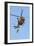 Ch-146 Griffon Helicopter of the Canadian Air Force-null-Framed Photographic Print
