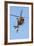 Ch-146 Griffon Helicopter of the Canadian Air Force-null-Framed Photographic Print