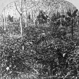 A Coffee Plantation, Jamaica, C1900s-CH Graves-Premier Image Canvas