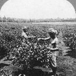 A Coffee Plantation, Jamaica, C1900s-CH Graves-Premier Image Canvas