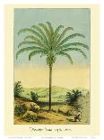 Coconut Palm Trees, 1854-Ch^ Lemaire-Framed Art Print
