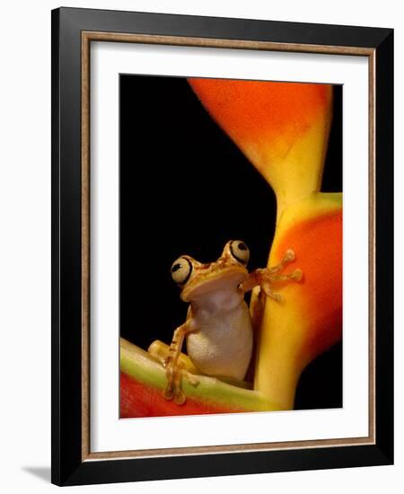 Chachi Tree Frog, Choco Forest, Ecuador-Pete Oxford-Framed Photographic Print