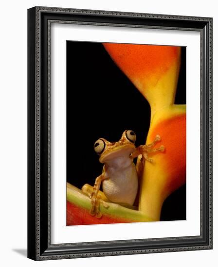 Chachi Tree Frog, Choco Forest, Ecuador-Pete Oxford-Framed Photographic Print