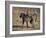 Chacma Baboon Carrying Young, Hluhluwe and Umfolozi Game Reserves, South Africa-Steve & Ann Toon-Framed Photographic Print