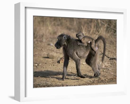 Chacma Baboon Carrying Young, Hluhluwe and Umfolozi Game Reserves, South Africa-Steve & Ann Toon-Framed Photographic Print