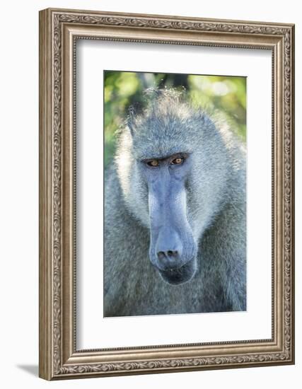 Chacma Baboon, Kruger National Park, South Africa-Paul Souders-Framed Photographic Print