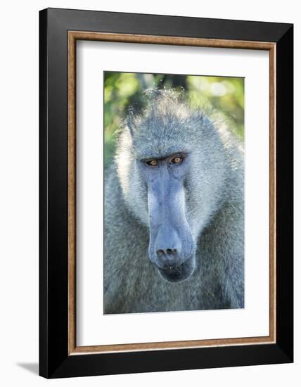 Chacma Baboon, Kruger National Park, South Africa-Paul Souders-Framed Photographic Print