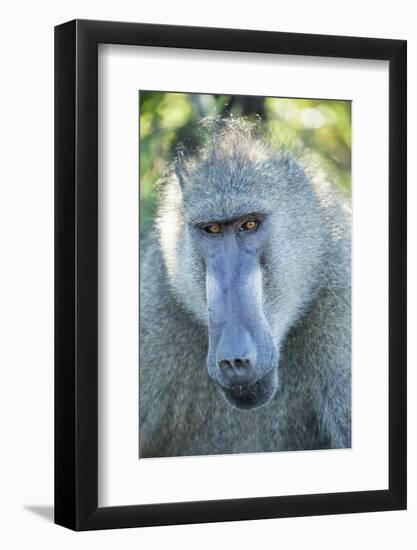 Chacma Baboon, Kruger National Park, South Africa-Paul Souders-Framed Photographic Print