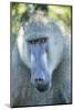 Chacma Baboon, Kruger National Park, South Africa-Paul Souders-Mounted Photographic Print