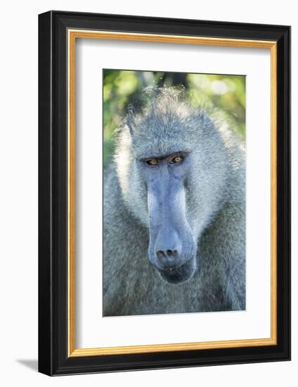 Chacma Baboon, Kruger National Park, South Africa-Paul Souders-Framed Photographic Print