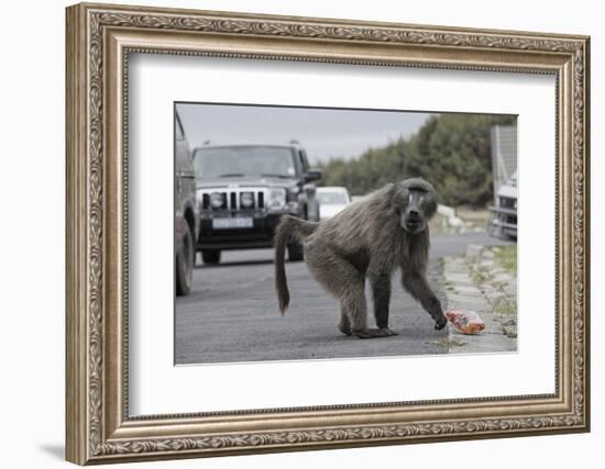 Chacma Baboon (Papio Cynocephalus Ursinus) Eating Food Raided from Car-Michael Hutchinson-Framed Photographic Print